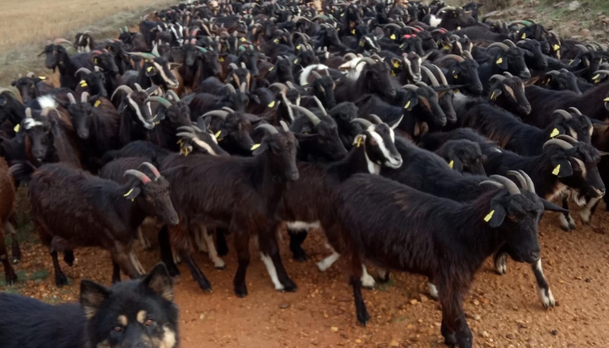 Rebaño de cabras